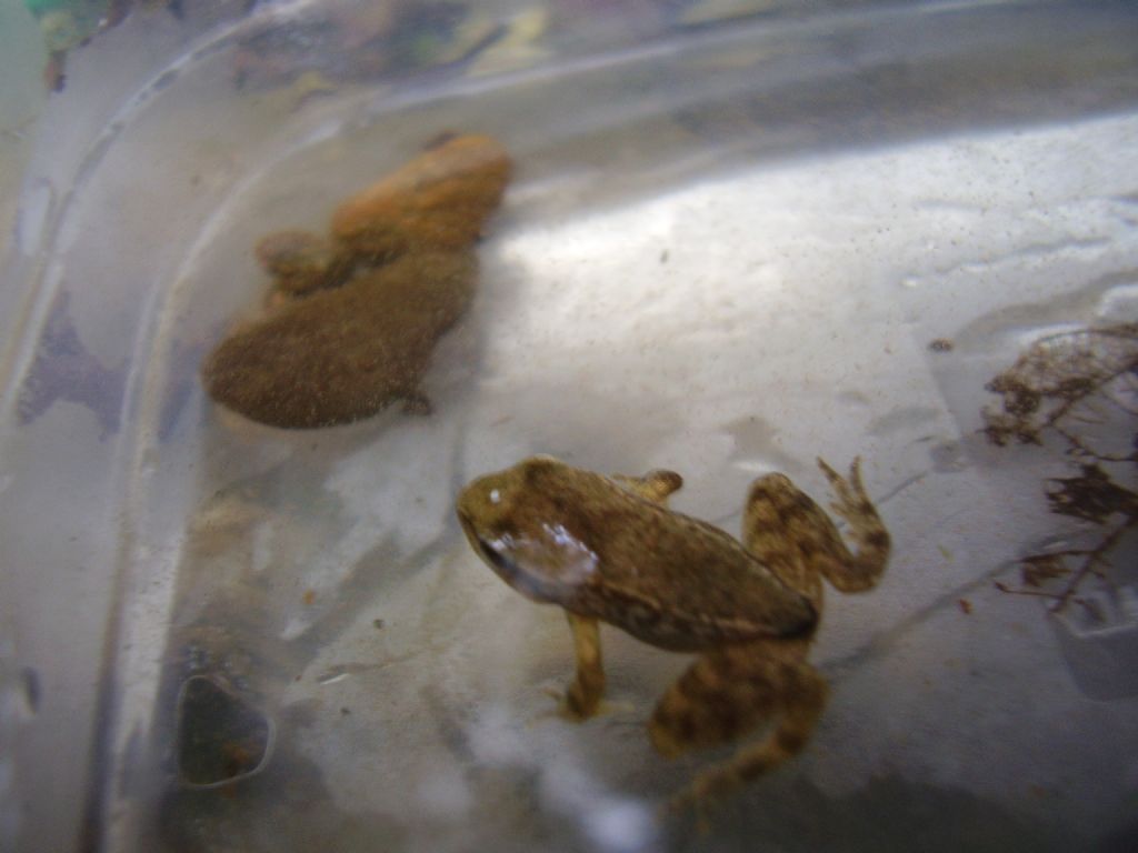 Rana italica